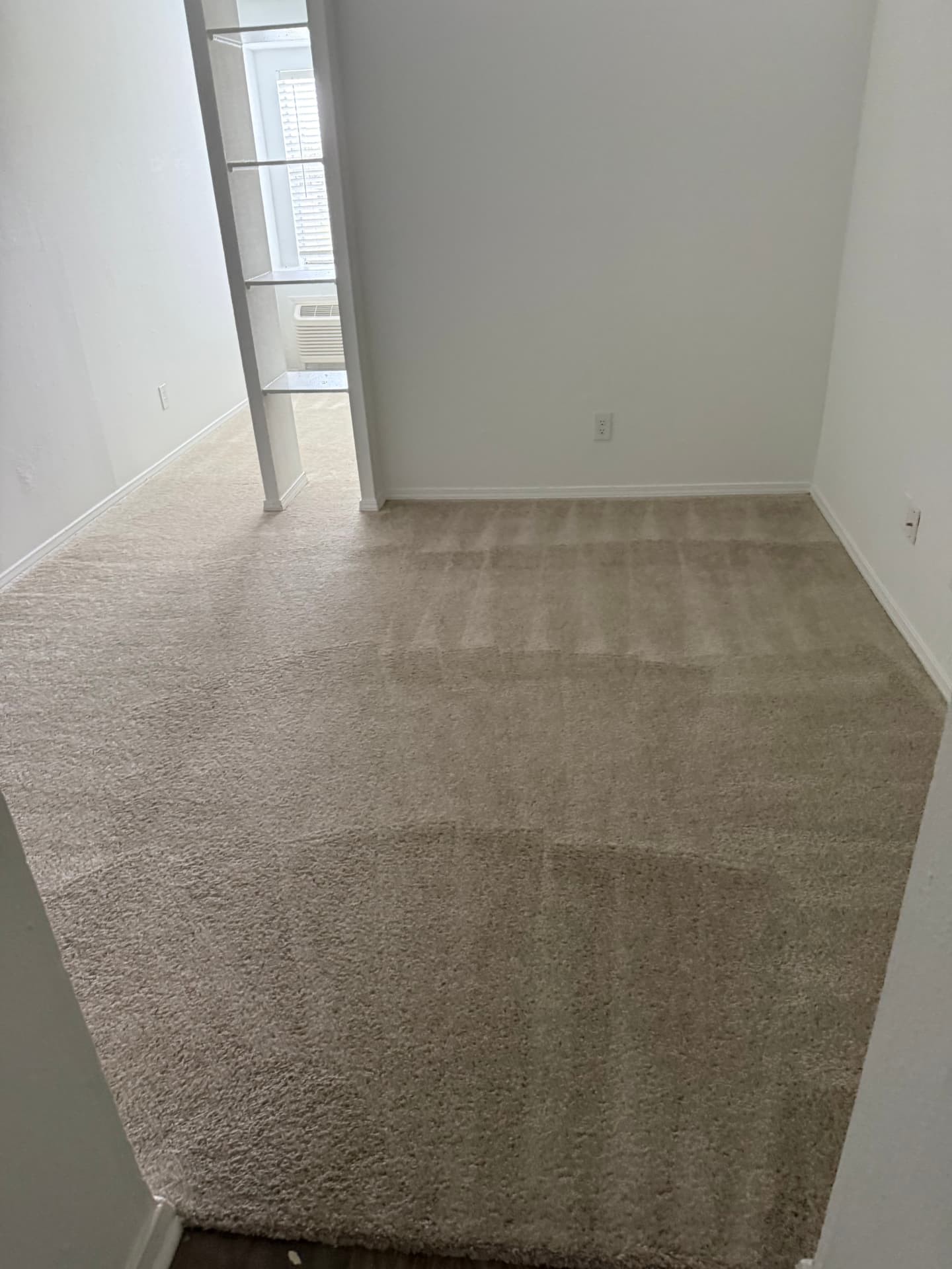 A freshly deep-cleaned carpet in a bright home